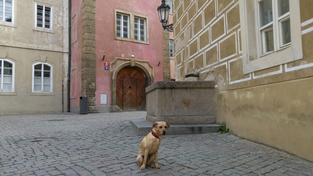 prague with a dog