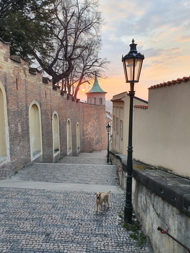 Prague with a dog