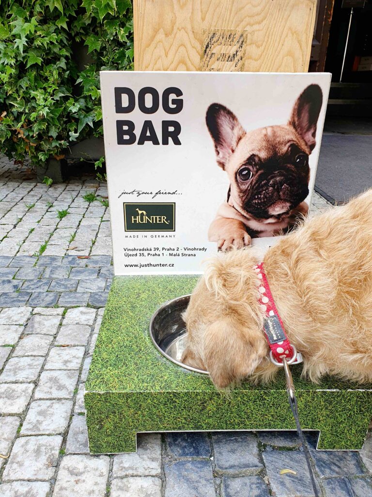 pet friendly prague