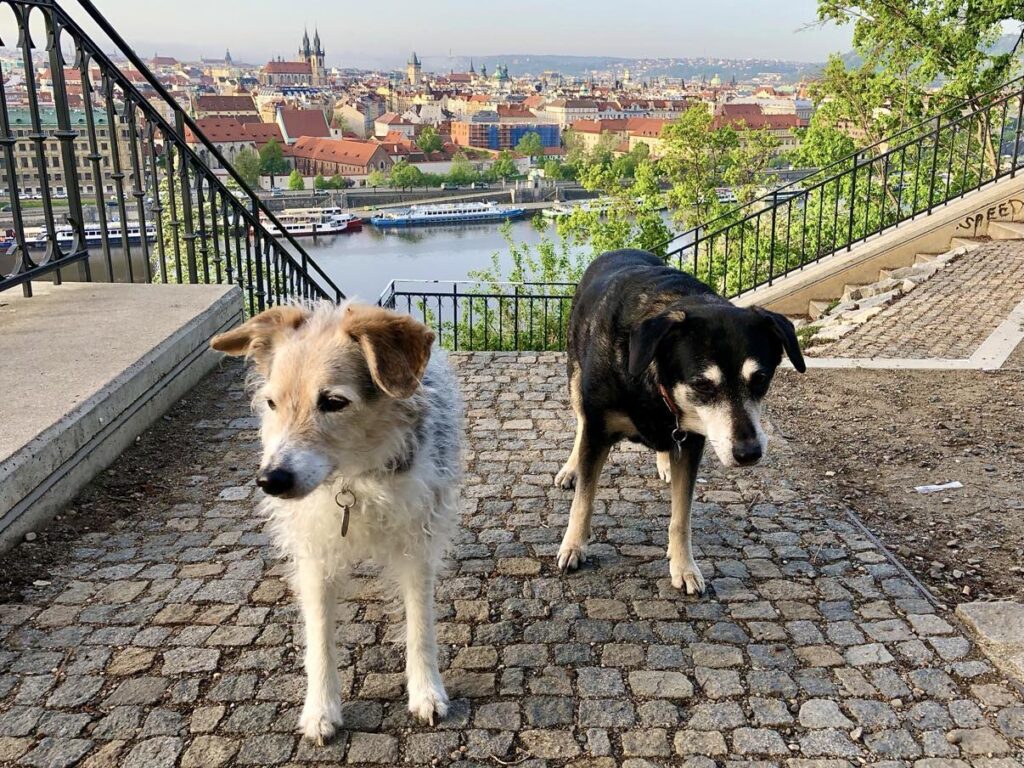 prague with a dog
