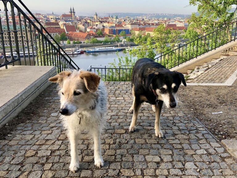 prague with a dog